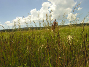 Semaphore grass